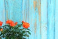 Orange rose flowers on plant with green leaves. 3/4 image blank and pale blue distressed.