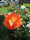 Orange rose flowers on the rose bush in the garden in summer Royalty Free Stock Photo
