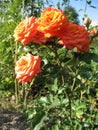 Orange rose flowers on the rose bush in the garden in summer Royalty Free Stock Photo
