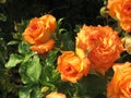 Orange rose flowers on the rose bush in the garden in summer Royalty Free Stock Photo