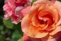 Orange Rose in a Garden Royalty Free Stock Photo