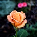 Orange rose in garden or park. Royalty Free Stock Photo
