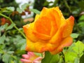 Orange rose in the garden after rain Royalty Free Stock Photo