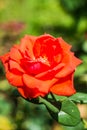 Orange rose in garden