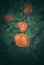 Orange Rose Green Background Royalty Free Stock Photo