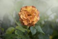 An orange rose with green leaves on a light background. Close up. A red rose bush, in natural conditions. Single flower, orange Royalty Free Stock Photo