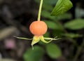 Orange Rose Hip hanging down with leaf with green blurred bokeh background Royalty Free Stock Photo