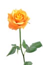 Orange rose isolated