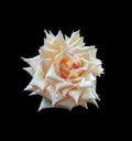 Orange rose isolated on black Royalty Free Stock Photo