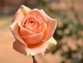 Orange rose isolated on white background Royalty Free Stock Photo