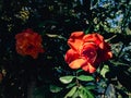 An orange rose, lit by the sun. Royalty Free Stock Photo