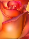 Orange rose macro. EPS 10 Royalty Free Stock Photo