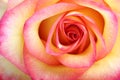 Orange rose. Macro Royalty Free Stock Photo