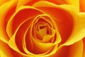 Orange rose Royalty Free Stock Photo