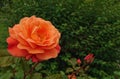 Orange rose nature background garden