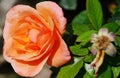 Close-up of a rose bloom in pink-yellow-orange Royalty Free Stock Photo