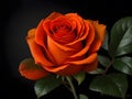 Orange Rose in the Night Dark Background. Ai Generated