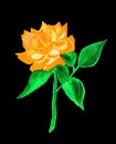 Orange rose, painting Royalty Free Stock Photo