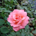 orange rose petals bloom