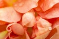 Orange rose petals macro Royalty Free Stock Photo