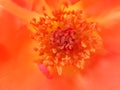 Orange rose pollens closeup Royalty Free Stock Photo