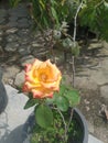 Bicolor Yellow and Orange Rose Blooming in a Pot on a Sunny Day Royalty Free Stock Photo
