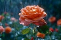 Orange Rose With Rain Drops, Generative AI Royalty Free Stock Photo
