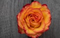 Orange rose in a rustic background. Rose on a gray wooden background Royalty Free Stock Photo