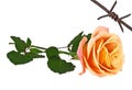 Orange rose and rusty barbed wire isolated on white background Royalty Free Stock Photo