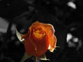 Orange rose. sapling seen from below with dark background