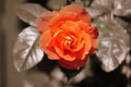 Orange Rose - sepia toned Royalty Free Stock Photo