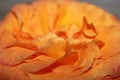 Orange rose Royalty Free Stock Photo