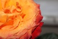 Orange rose Royalty Free Stock Photo