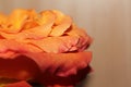 Orange rose Royalty Free Stock Photo