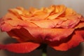 Orange rose Royalty Free Stock Photo
