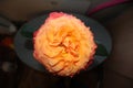 Orange rose Royalty Free Stock Photo
