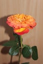 Orange rose Royalty Free Stock Photo