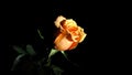 Orange Rose