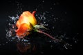 Orange rose splash Royalty Free Stock Photo