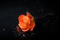 Orange rose splash Royalty Free Stock Photo