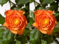 Orange Rose Stereo Photo