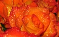 Orange rose and water drops Royalty Free Stock Photo