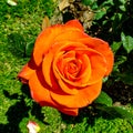 Orange rose unusual colors and viberance Royalty Free Stock Photo