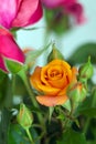 Orange rose in the vase Royalty Free Stock Photo