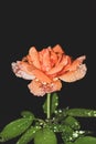 Orange rose with water drops Royalty Free Stock Photo