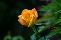 Orange rose with water drops Royalty Free Stock Photo
