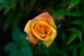 Orange rose with water drops Royalty Free Stock Photo