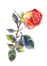 Orange rose in watercolor. One red rose on white. Suit for invitation, postcard, wedding design.