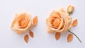 Orange rose on white background. Flat lay, top view, copy space Royalty Free Stock Photo