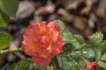 Orange Rose, Winter Park, Orlando, Florida